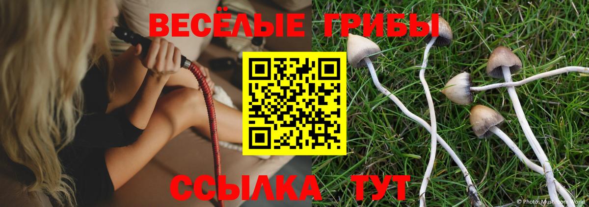 магазин  наркотиков  Псилоцибиновые грибы прущие грибы  Вход с VPN  Прохладный  Псилоцибиновые грибы мухоморы 